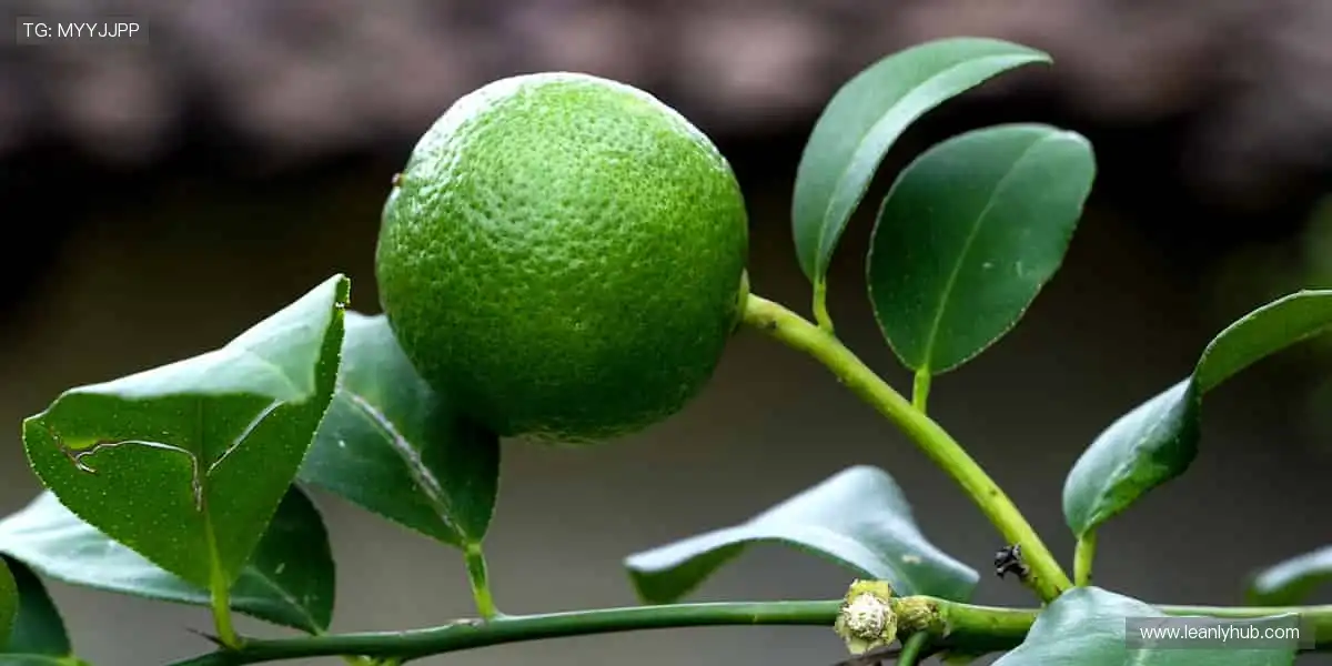 随时随地，直击赛场！📱🎯